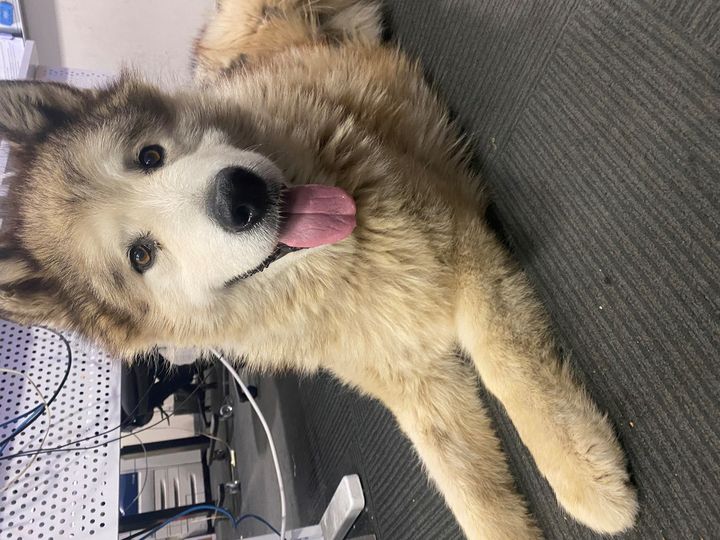 DO YOU KNOW WHO OWNS THIS PUUPY?
 Broadmeadows Police located this big floof wa…